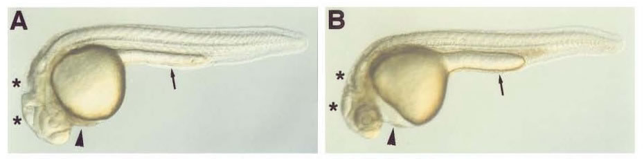 http://filer.case.edu/org/biol361/Virtual%20Experiments/Images/cas%20picture.png