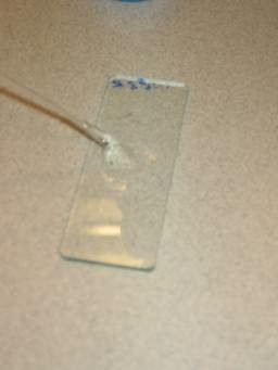 methylcellulose